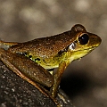 Litoria jungguy (Jungguy Frog) at Little Pond<br />Canon EOS 7D + EF70-200 F4.0L + EF1.4xII + SPEEDLITE 580EXII